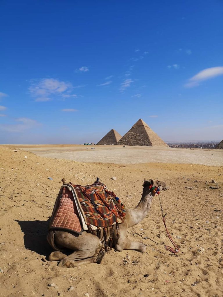 Camel in front of the Giza pyramids, Egypt
