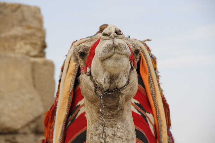 20 photos that will inspire you to travel to Egypt - Camel at the Great Pyramid of Giza