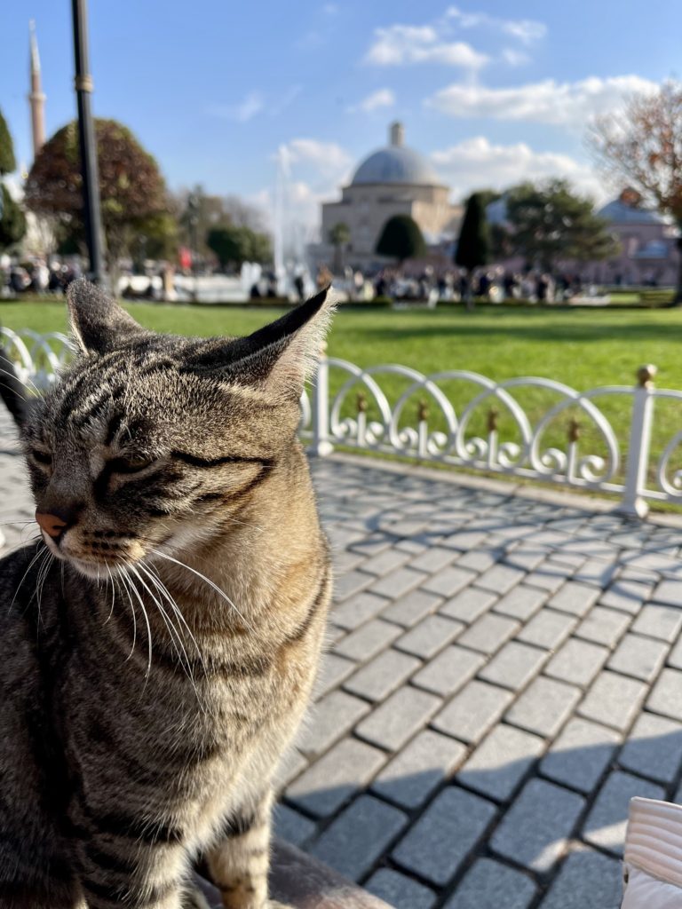 cats of Istanbul